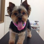 ヨーキー　テリーちゃん２６７